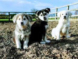 The cost of an average new goberian puppy ranges between $250 and $1500. Husky Golden Retriever Puppy White Novocom Top