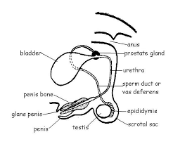 The Anatomy And Physiology Of Animals Reproductive System Worksheet Worksheet Answers Wikieducator