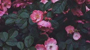 Almost files can be used for commercial. Flowers Wallpapers Desktop Backgrounds Hd Pictures And Images