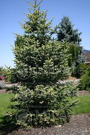 We did not find results for: Abies Pinsapo Aurea Golden Spanish Fir Conifer