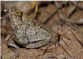 Image result for Emilia pseudactis