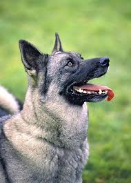 Image result for norwegian elkhound grey