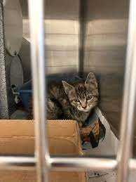 Provide shelter to outdoor cats, whether feral or stray to keep them warm in the winter. Harris County Veterinary Public Health 50 Photos 25 Reviews Animal Shelters 612 Canino Rd Northside Northline Houston Tx Phone Number Yelp