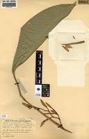 Image result for Sarcophrynium