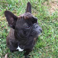 French bulldog on sale $500. Delta Southern French Bulldogs Home Facebook