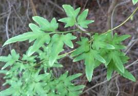 Image result for Lygodiaceae