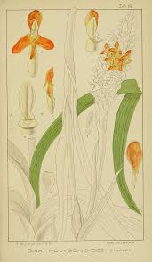 Image result for Disa polygonoides