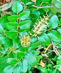 Image result for Grewia avellana