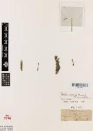 Image result for Rotala capensis