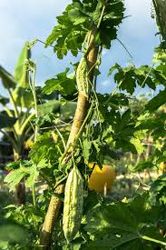 Image result for Momordica charantia