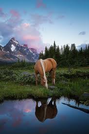 Twitter Most Beautiful Horses Beautiful Horses Pretty Horses
