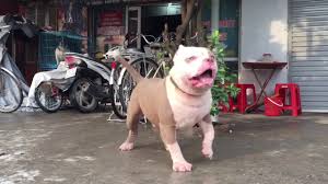 Billy cho is on facebook. Cho Bully Nau Ä'á» Tráº¯ng Lá»±c Sá»¹ Phá»'i Sung Youtube