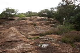 Image result for Aeollanthus rehmannii