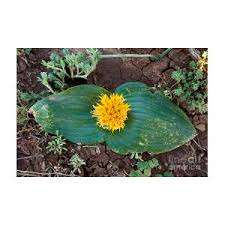 Image result for Daubenya