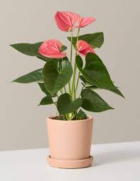 Maybe you would like to learn more about one of these? 35 Best Indoor Plants For Apartments Best Houseplants For Apartment Dwellers