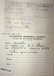 Image result for Justicia nyassana