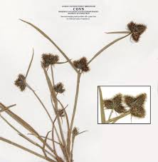 Image result for Fuirena stricta