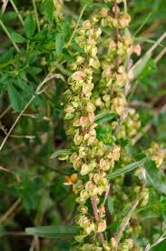 Image result for Rumex crispus
