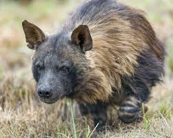 Brown Hyena Facts Diet Habitat Pictures On Animalia Bio In 2020 Brown Hyena Hyena Wild Dogs
