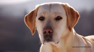 Maybe you would like to learn more about one of these? 40 Yellow Lab Wallpaper Desktop On Wallpapersafari