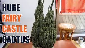Growing cactus from seeds and cuttings. Diy Gardening Caring For Fairy Castle Cacti Hiplatina