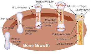 The osteon consists of a in compact bone, the haversian systems are packed tightly together to form what appears to be a solid. Seer Training Bone Development Growth