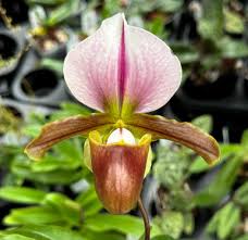 Image result for Microsorum pappei