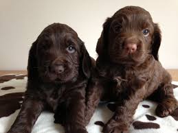 Depending on the size of the poodle used the size of this mix can range from small to medium. Chocolate Cocker Spaniel Puppies For Sale Off 56 Www Usushimd Com