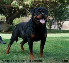 German rottweiler puppies for sale near me. Giant Rottweiler Puppies For Sale Online Shopping
