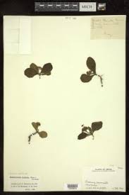 Image result for Premna hans-joachimii