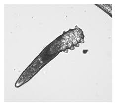 Image result for Demodex brevis