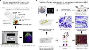 Imaginganatomy.com is an interactive atlas of normal imaging anatomy for the radiologist as well as a the atlas mimics a radiological workstation (pacs) and includes anatomy as it presents itself on. A Comprehensive Integrated Anatomical And Molecular Atlas Of Rat Intrinsic Cardiac Nervous System Sciencedirect
