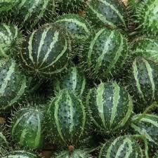 Image result for Cucumis myriocarpus
