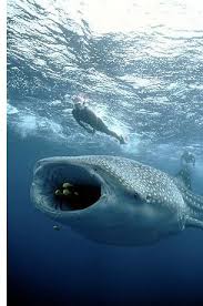Swimming With Whale Sharks Swimming With Whale Sharks Megamouth Shark Whale Shark