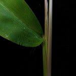 Image result for Microstegium fasciculatum