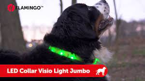 Led Collar Visio Light Jumbo Flamingo Pet Products Youtube