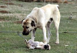 Kangal Kopegi Uzmanindan Kirma Uyarisi Haberler Yerel
