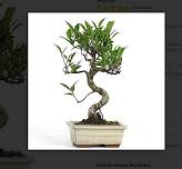 2026 MBS Spring Ficus Beginner Workshop