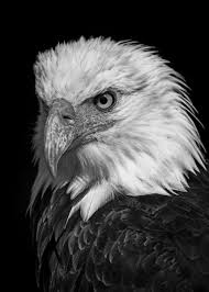 Bald eagle black and white cartoon feather large clip art bald eagle clip art views: Wild Eagle Face Poster By Mk Studio Displate In 2021 Eagle Face Wild Eagle Bald Eagle Tattoos