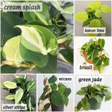 It's variegation starts with a lighter green color in the center of the leaf, followed by a thin silver stripe separating it from the rest of the dark green leaf. Buy Pokok Philodendron Hederaceum Heartleaf Cream Splash Brasil Green Jade Lemon Lime Silver Stripe Micans Ready Stock Seetracker Malaysia