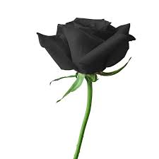 Search the world's information, including webpages, images, videos and more. 99 Gambar Bunga Mawar Hitam Animasi Cikimm Com