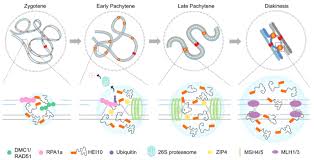 Image result for Meiosperma debile