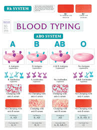 Abo Blood Typing Wall Chart
