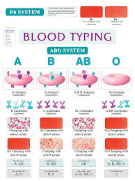 abo blood typing wall chart