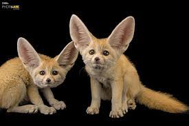 yasam360 blogspot com insan sadece insan nesli tukenmekte olan hayvanlar endangered animals most endangered animals rare animals