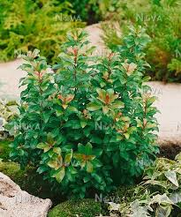 Vooral de glanzende, langwerpige bladeren die in de lente eerst rozewit en groenbont ontluiken en naderhand donkergroen worden met een roomwitte. Pieris Japonica Little Heath Green Media Database
