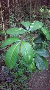 Image result for Micrococca