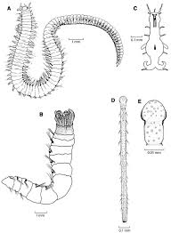 Image result for Polychaeta spp.