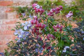 We did not find results for: A Pretty Duo With Clematis And Lilies