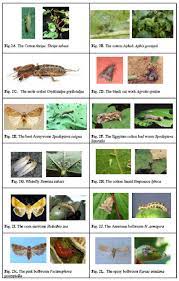 Area under cotton crop china (27%) ,usa(18%) and india(17%). Different Cotton Pests And Their Damage Symptoms Download Scientific Diagram